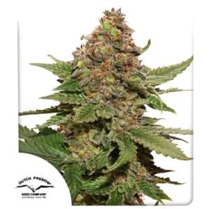 strawberry-cough Strow berry coug (fotoperiodica) Dutch Passion x3