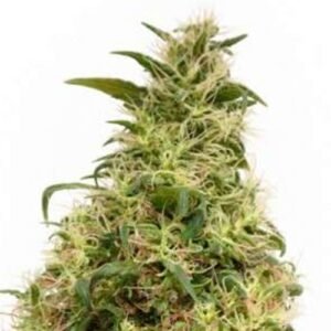 thc-victory_1 THC Victori (Fotoperiodica) Dutch Passion x3