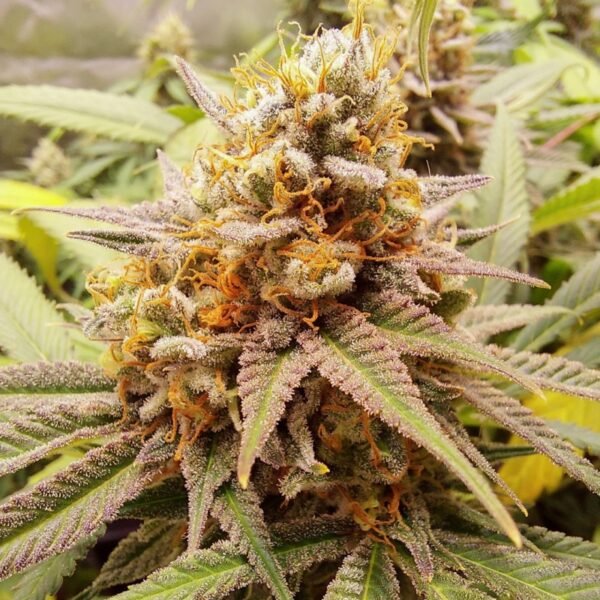 white-widow White Widow (Fotoperiodica) Dutch Passion x3