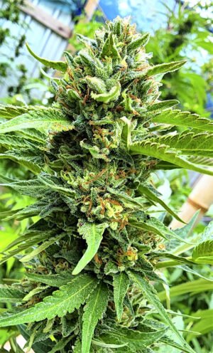 xileno-haze-bis Xileno Haze (fotoperiodica) Silver River Seeds