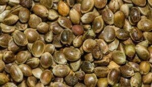 Semillas de marihuana a granel Granel (auto) Banana