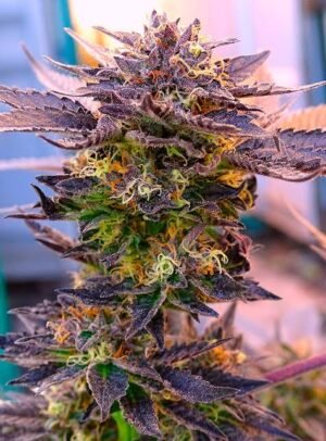 fried onion Fried Onion Kush (Foto) Silver River