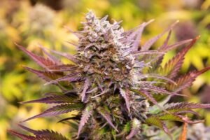 magnum Magnum Cookies (Auto)Silver River