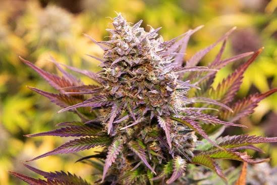 magnum Magnum Cookies (Auto)Silver River
