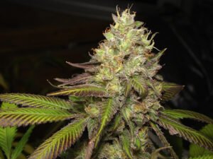 mendo-chem-PORTADA-300px Mendo Chem (Foto) Silver River
