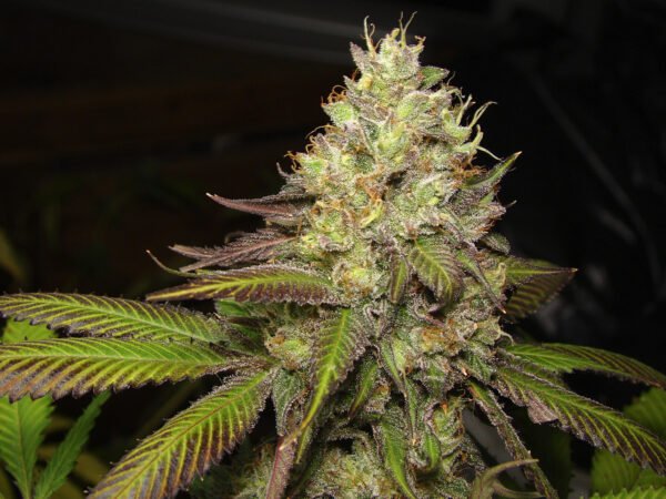 Mendo Chem (Foto) Silver River