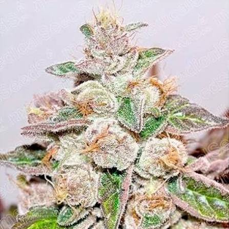 Mendocino Purple Kush (foto) Pachamama