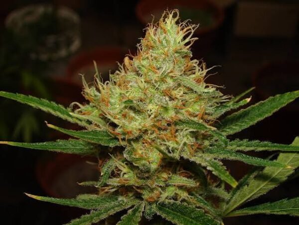 MK Runtz (Auto) Silver River