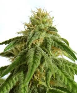 team cream Team Cream (foto) Pachamama Seeds