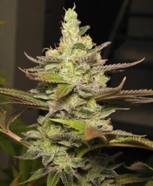 watwer melon skitler Waterlemon Zkittles (foto) Silver River