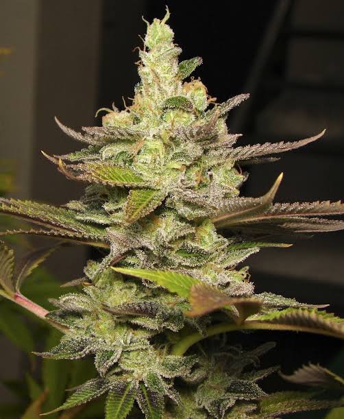 watwer melon skitler Waterlemon Zkittles (foto) Silver River