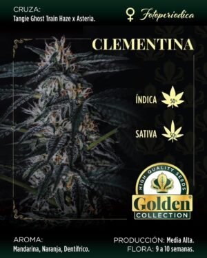 2c655b266af07b070eaf56239ec09977a23d8b9f9ac5461300ab2650b7d79f3a20366 Clementina- Golden Collection x3