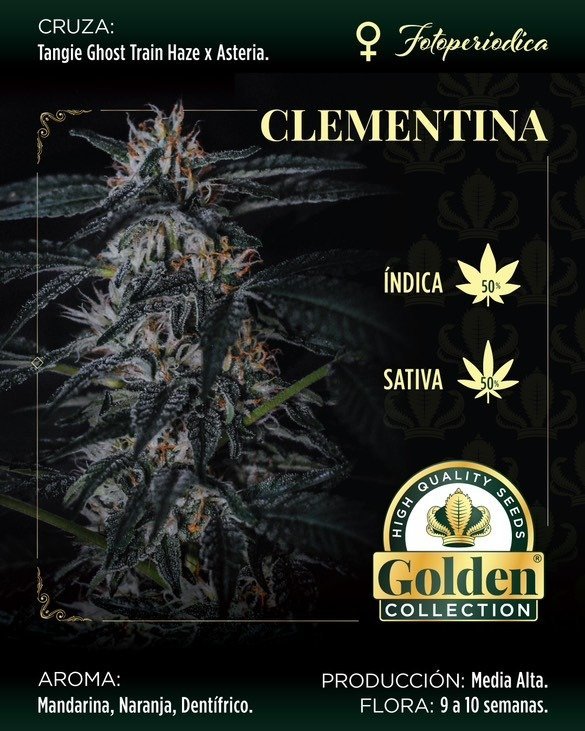 2c655b266af07b070eaf56239ec09977a23d8b9f9ac5461300ab2650b7d79f3a20366 Clementina- Golden Collection x3
