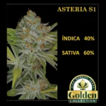 Asteria S1- Golden Collection x3