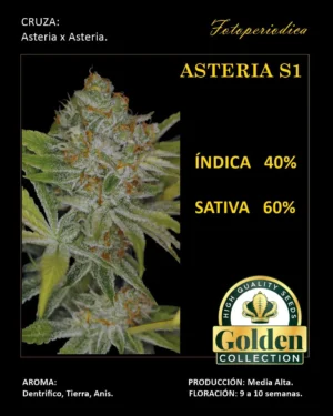 WhatsApp-Image-2024-10-26-at-16.27.14.jpeg Asteria S1- Golden Collection x3