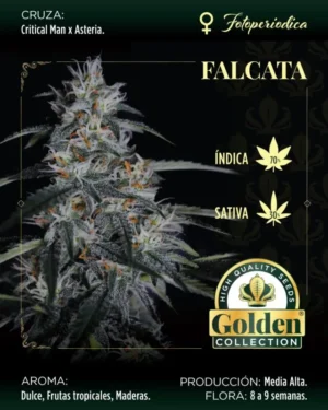 WhatsApp-Image-2024-10-26-at-16.27.15-2-640x800.jpeg Falcata - Golden Collection x3