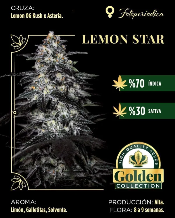 whatsapp-image-2026-02-14-at-1-40-20-pm-ea0b24684d794edc5317710906862983-1024-1024 Lemon star-Golden Colection x3