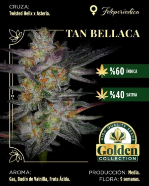 whatsapp-image-2026-02-14-at-1-40-21-pm-1-88e63ae4b4346647f517710902721928-1024-1024 Tan Bellaca- Goldel collection x3
