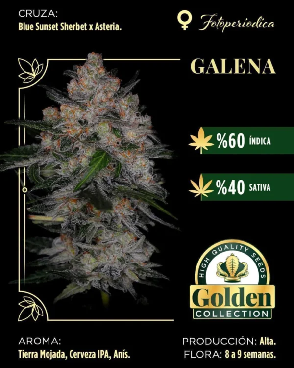 whatsapp-image-2026-02-14-at-1-40-21-pm-8f83397f70dcf163a617710904953283-1024-1024 Galena-Golden Collection x3